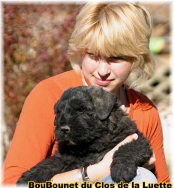 Bouvier des Flandres chiot photo  -  Elevage du Clos de la Luette - Copyright depose