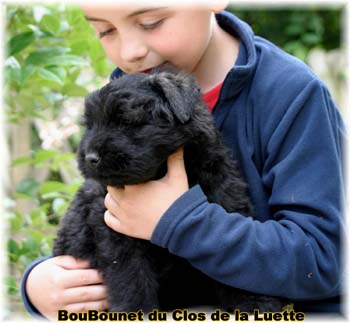 Bouvier des Flandres chiot photo  -  Elevage du Clos de la Luette - Copyright depose