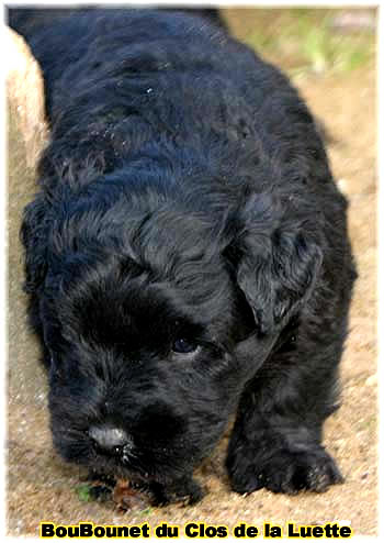 Bouvier des Flandres chiot photo  -  Elevage du Clos de la Luette - Copyright depose