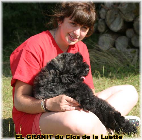 Bouvier des Flandres chiot photo  -  Elevage du Clos de la Luette - Copyright depose