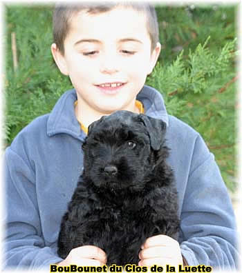 Bouvier des Flandres chiot photo  -  Elevage du Clos de la Luette - Copyright depose