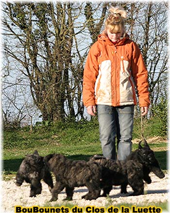 Bouvier des Flandres chiot photo  -  Elevage du Clos de la Luette - Copyright depose