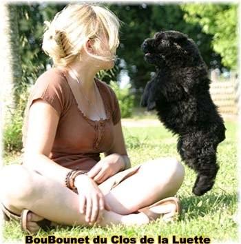 Bouvier des Flandres chiot photo  -  Elevage du Clos de la Luette - Copyright depose