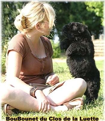 Bouvier des Flandres chiot photo  -  Elevage du Clos de la Luette - Copyright depose