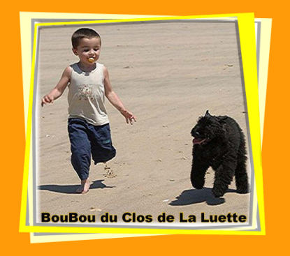 Bouvier des Flandres photo  -  Elevage du Clos de la Luette - Copyright dpos