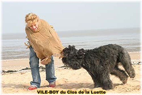 Bouvier des Flandres photo  -  Elevage du Clos de la Luette - Copyright dpos