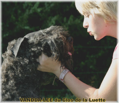 Bouvier des Flandres photo  -  Elevage du Clos de la Luette - Copyright dpos