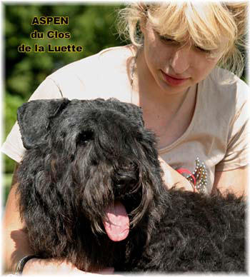 Bouvier des Flandres photo  -  Elevage du Clos de la Luette - Copyright dpos