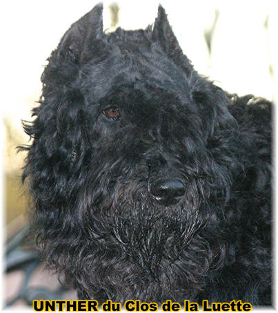 Bouvier des Flandres photo  -  Elevage du Clos de la Luette - Copyright dpos