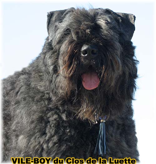 Bouvier des Flandres photo  -  Elevage du Clos de la Luette - Copyright dpos