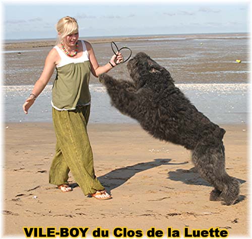 Bouvier des Flandres photo  -  Elevage du Clos de la Luette - Copyright dpos