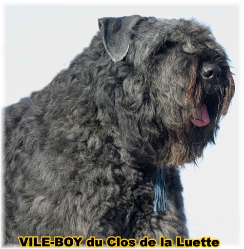 Bouvier des Flandres photo  -  Elevage du Clos de la Luette - Copyright dpos