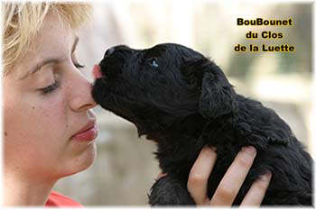 Bouvier des Flandres photo  -  Elevage du Clos de la Luette - Copyright dpos