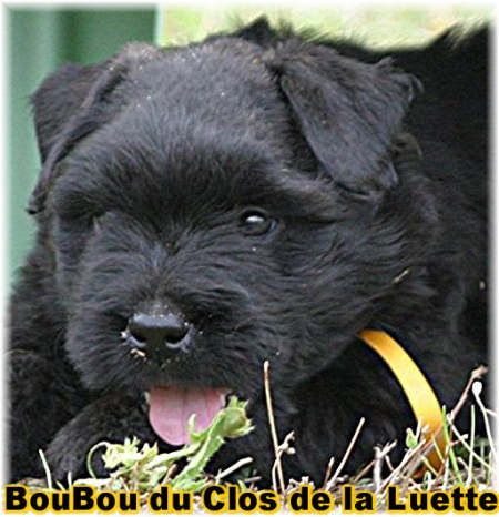 Bouvier des Flandres photo  -  Elevage du Clos de la Luette - Copyright dpos