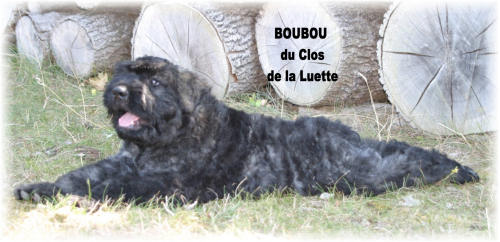 Bouvier des Flandres photo  -  Elevage du Clos de la Luette - Copyright dpos