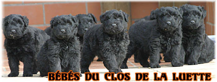 Bouvier des Flandres photo  -  Elevage du Clos de la Luette - Copyright dpos