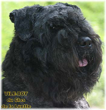 Bouvier des Flandres photo  -  Elevage du Clos de la Luette - Copyright dpos