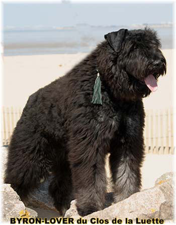 Bouvier des Flandres photo  -  Elevage du Clos de la Luette - Copyright dpos