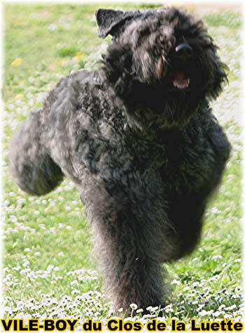 Bouvier des Flandres photo  -  Elevage du Clos de la Luette - Copyright dpos