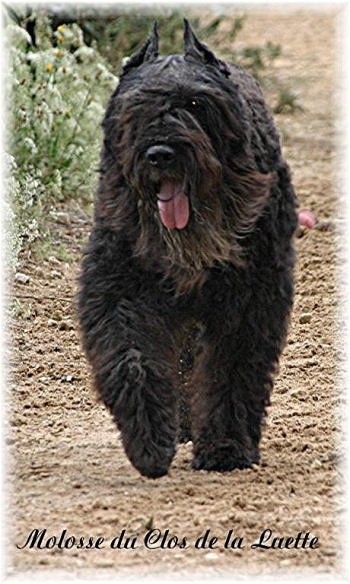 Bouvier des Flandres photo  -  Elevage du Clos de la Luette - Copyright dpos