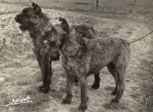 Bouvier des Flandres photo  