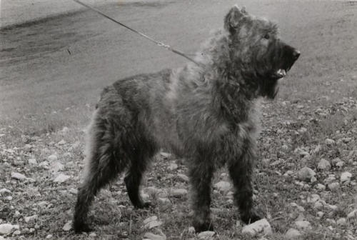 Bouvier des Flandres photo  