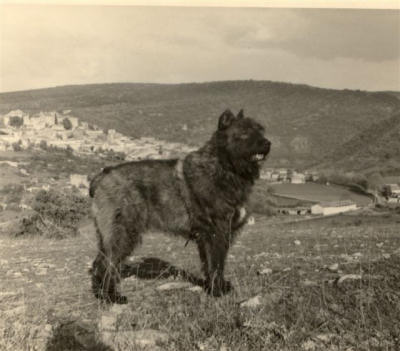 Bouvier des Flandres photo  