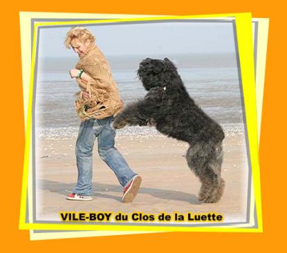 Bouvier des Flandres photo  -  Elevage du Clos de la Luette - Copyright dpos