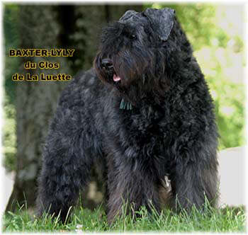 Bouvier des Flandres photo  -  Elevage du Clos de la Luette - Copyright dpos