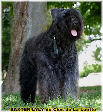 Bouvier des Flandres photo  -  Elevage du Clos de la Luette - Copyright dpos