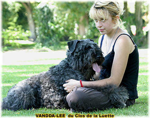 Bouvier des Flandres photo  -  Elevage du Clos de la Luette - Copyright dpos