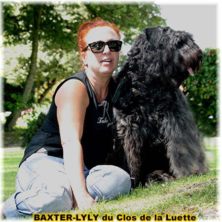 Bouvier des Flandres photo  -  Elevage du Clos de la Luette - Copyright dpos