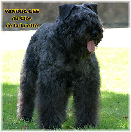 Bouvier des Flandres photo  -  Elevage du Clos de la Luette - Copyright dpos