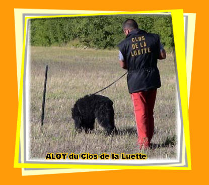 Bouvier des Flandres photo  -  Elevage du Clos de la Luette - Copyright dpos