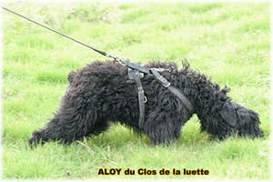 Bouvier des Flandres photo  -  Elevage du Clos de la Luette - Copyright dpos