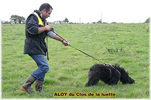 Bouvier des Flandres photo  -  Elevage du Clos de la Luette - Copyright dpos