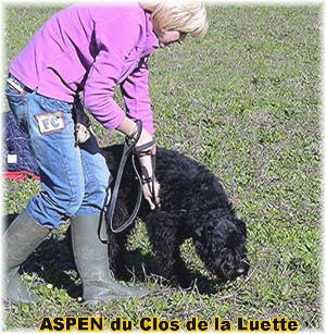 Bouvier des Flandres photo  -  Elevage du Clos de la Luette - Copyright dpos