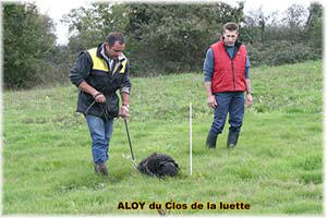 Bouvier des Flandres photo  -  Elevage du Clos de la Luette - Copyright dpos