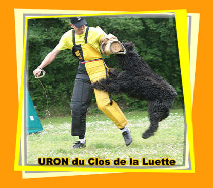 Bouvier des Flandres photo  -  Elevage du Clos de la Luette - Copyright dpos