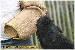 Bouvier des Flandres photo  -  Elevage du Clos de la Luette - Copyright dpos