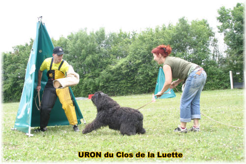 Bouvier des Flandres photo  -  Elevage du Clos de la Luette - Copyright dpos