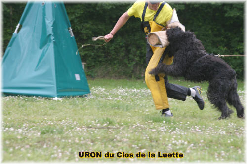 Bouvier des Flandres photo  -  Elevage du Clos de la Luette - Copyright dpos