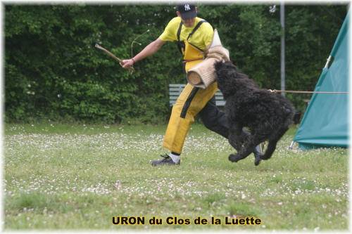 Bouvier des Flandres photo  -  Elevage du Clos de la Luette - Copyright dpos