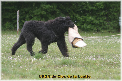 Bouvier des Flandres photo  -  Elevage du Clos de la Luette - Copyright dpos