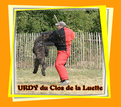 Bouvier des Flandres photo  -  Elevage du Clos de la Luette - Copyright dpos