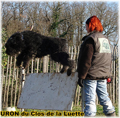 Bouvier des Flandres photo  -  Elevage du Clos de la Luette - Copyright dpos