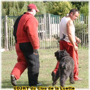 Bouvier des Flandres photo  -  Elevage du Clos de la Luette - Copyright dpos