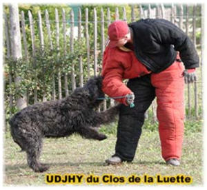 Bouvier des Flandres photo  -  Elevage du Clos de la Luette - Copyright dpos