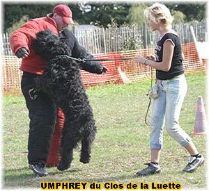 Bouvier des Flandres photo  -  Elevage du Clos de la Luette - Copyright dpos