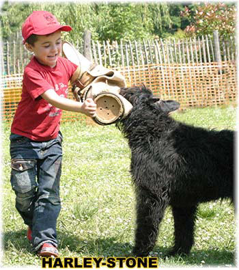 Bouvier des Flandres photo  -  Elevage du Clos de la Luette - Copyright dpos